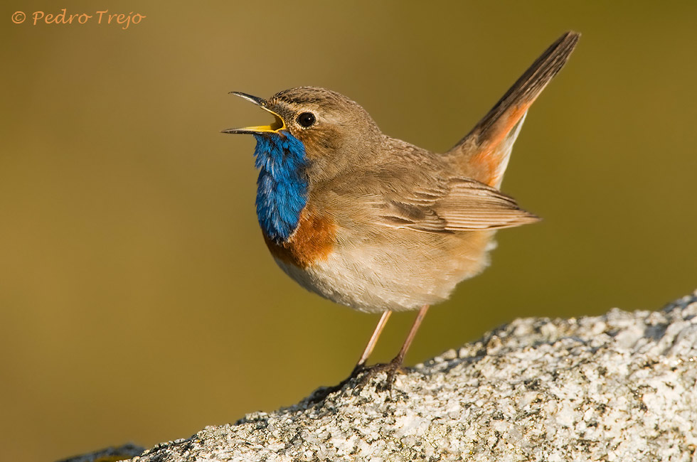 Pechiazul (Luscinia svecica)